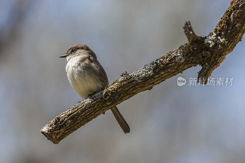 年轻东方菲比的特写(Sayornis Phoebe)